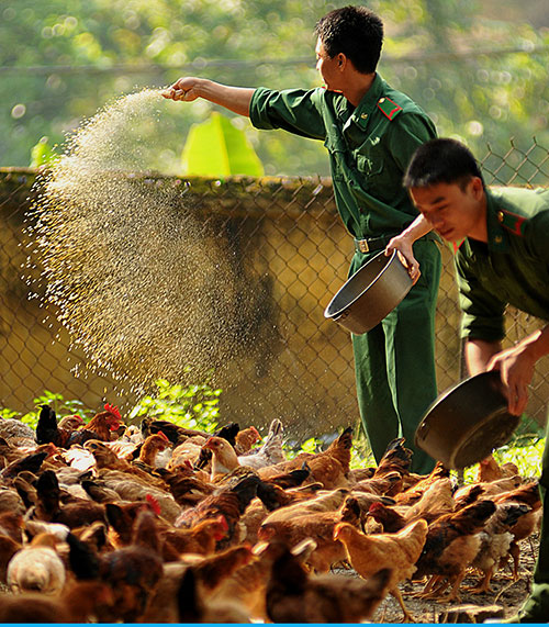 Thịt và rau từ bàn tay Bộ đội Biên phòng