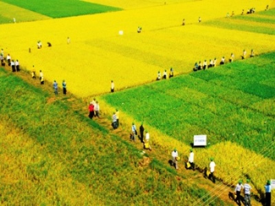 “Cánh đồng mẫu lớn” gieo những mùa vàng