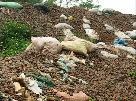 Ô nhiễm môi trường từ chế biến ốc bươu vàng