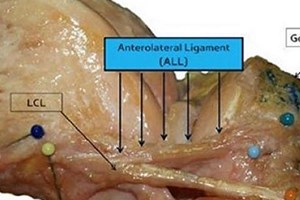 Phát hiện một bộ phận mới trên cơ thể con người