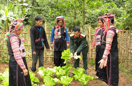 Rau cải của bộ đội