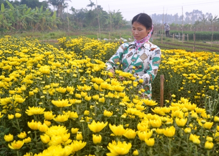 Làng hoa Tranh Xuyên vào vụ Tết