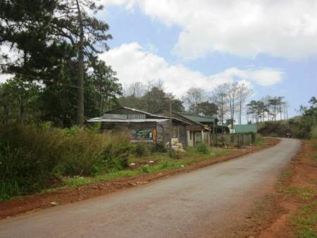 Xử lý nghiêm hành vi lấn chiếm rừng thông phòng hộ