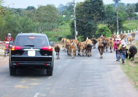 Bò cản trở giao thông ở Buôn Đôn (Đắc Lắc)