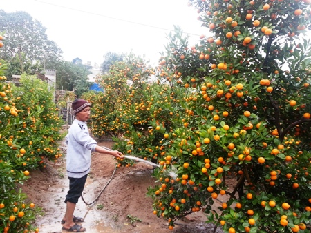 Người dân chuộng thuê cây chơi Tết