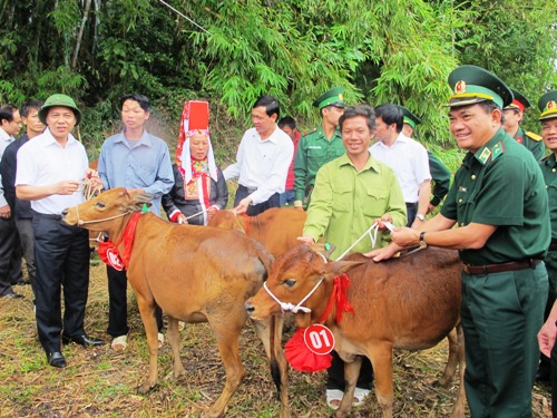 Bò giống đến với người nghèo vùng biên giới Quảng Ninh