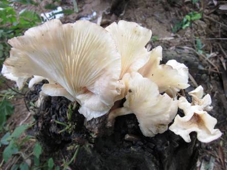 19 người ở Lai Châu nhập viện do bị ngộ độc nấm Ma