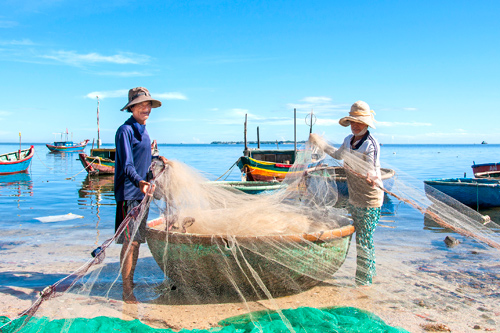 Mùa cá cơm ở đảo Lý Sơn