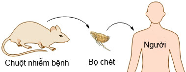 Chủ động phòng chống bệnh dịch hạch