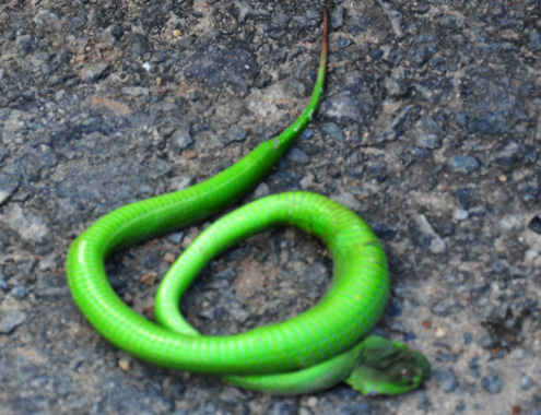 Khuyến cáo cách phòng rắn lục đuôi đỏ cắn