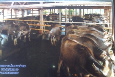 Vụ việc bắt buộc giết mổ gần 1.700 con trâu, bò giống: Ai chịu trách nhiệm về những hậu quả nghiêm trọng?