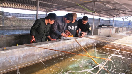 Hướng phát triển mới trên đảo thanh niên