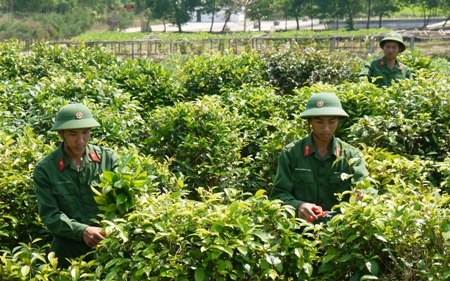 Ấm trà xanh bộ đội ngày Tết