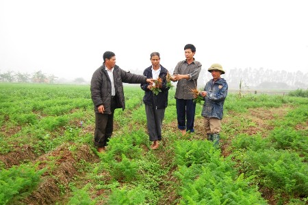 Nhiều hộ dân mất mùa cà rốt vì thuốc trừ sâu