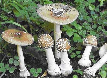 Một số loại nấm độc thường gặp ở Việt Nam