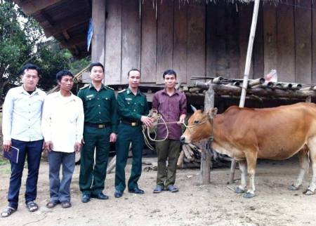 Đồn Biên phòng Mỹ Lý tặng bò cho hộ nghèo