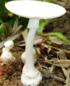 Cảnh giác cao với nấm độc tán trắng