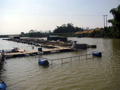 Hiệu quả kinh tế từ nuôi cá lồng