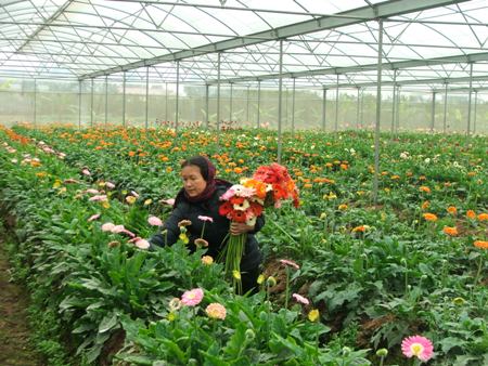 Niềm vui từ những “quả ngọt đầu mùa