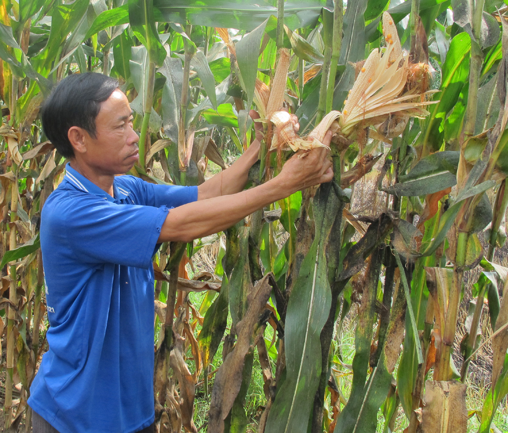 Trồng bắp NK 67 tỷ lệ hạt thấp-người dân thiệt hại