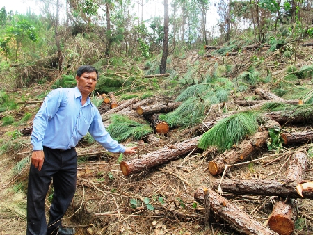 Vụ chặt phá rừng trồng đang tranh chấp ở huyện Krông Năng, tỉnh Đắc Lắc: Cần điều tra và xử lý kịp thời, dứt điểm