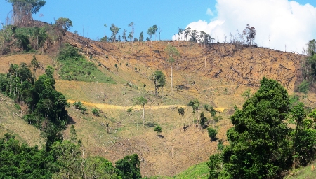 Rừng khu vực giáp ranh giữa Đắc Lắc với Khánh Hòa đang bị tàn phá