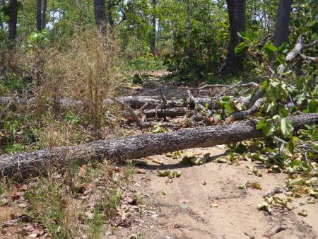 Huyện Ea Súp (Đắc Lắc): Gian nan giữ rừng