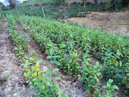 Cần sớm xây dựng thương hiệu chè Gay