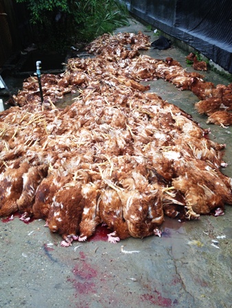 Sự cố đấu sai nguồn điện ở Hải Dương: Ngành điện đang khẩn trương khắc phục hậu quả