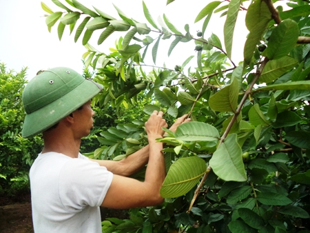 Trồng ổi theo quy trình VietGap