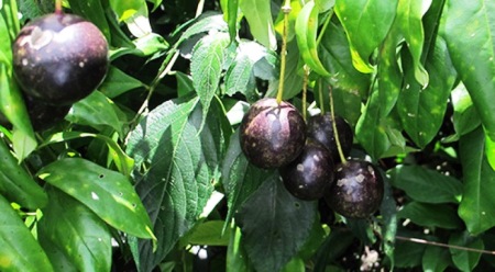 Ngộ độc quả Hồng Trâu dẫn tới suy hô hấp, trụy tim mạch