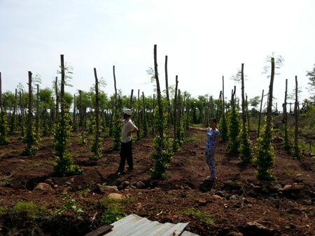 Giải quyết tranh chấp đất đai ở huyện Cư Dút, tỉnh Đắc Nông: Đất tư thành… đất công!