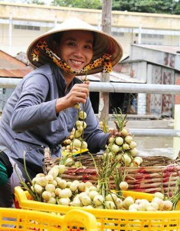 Dâu Hạ Châu vào mùa