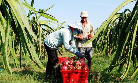 Đưa thanh long trở thành cây “làm giàu” 