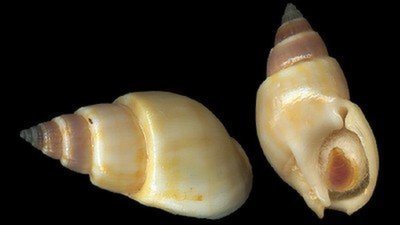 Ngộ độc ốc biển có thể gây tử vong