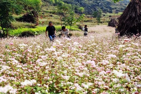 Khai mạc Lễ hội hoa tam giác mạch trên Cao nguyên đá Đồng Văn