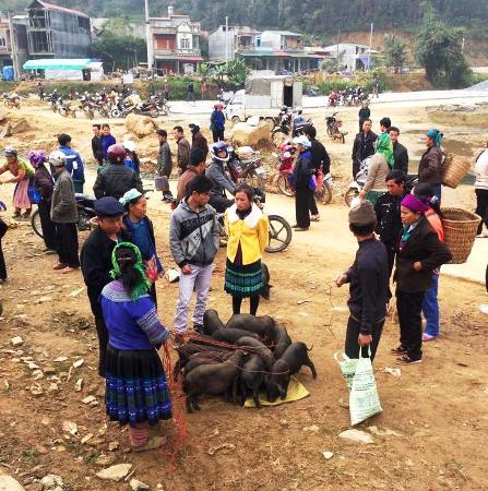 Lợn “cắp nách” về phố