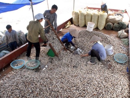 Thái Bình: Hai người mất tích trong khi khai thác ngao 