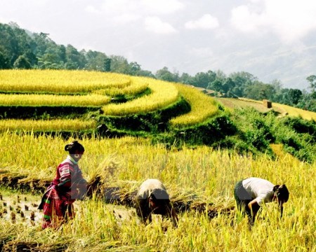 Miền Bắc nhiệt độ tăng nhẹ 