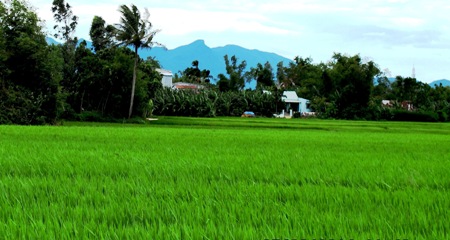 Màu xanh trên “làng trắng” năm xưa