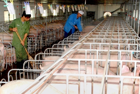 Trại chăn nuôi hỗ trợ bếp ăn 