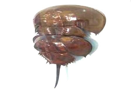 Tuyệt đối không được dùng so biển làm nguyên liệu thực phẩm