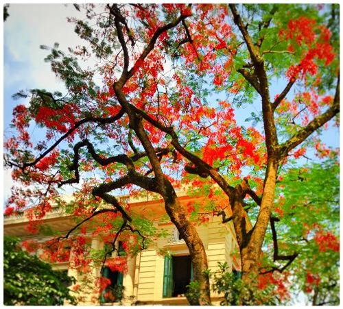 Hà Nội mùa hoa phượng