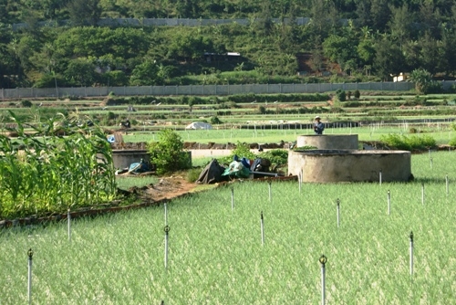 Nghề nông trên đảo Lý Sơn 