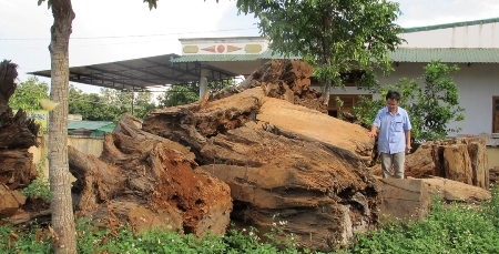 Lô gỗ quý trị giá hàng chục tỷ đồng phơi mưa, nắng !