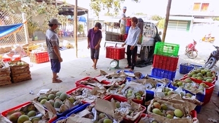 Đừng vì cái lợi trước mắt mà để mất thị trường lâu dài