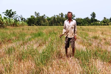 Cần Thơ và Vĩnh Long: Hệ thống thủy lợi kém, hàng chục héc-ta lúa hè thu bị thiệt hại