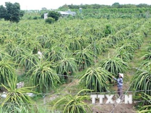 Khẩn trương điều tra vụ nổ súng tại trang trại thanh long Hồng Ân, Bình Thuận 