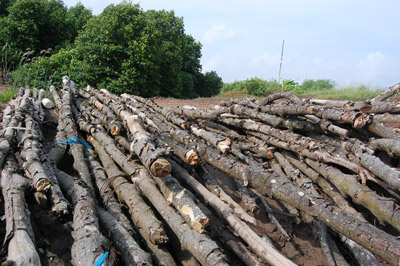 Báo động nạn phá và xâm lấn rừng phòng hộ