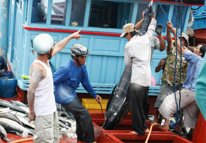 Xuất khẩu cá ngừ vào Bồ Đào Nha nhiều khả quan